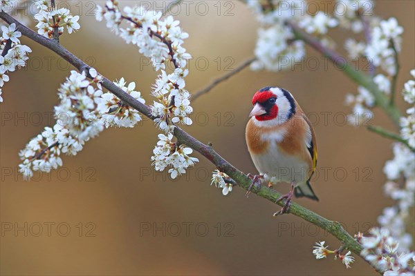 European goldfinch (Carduelis carduelis) on flowering blackthorn branch