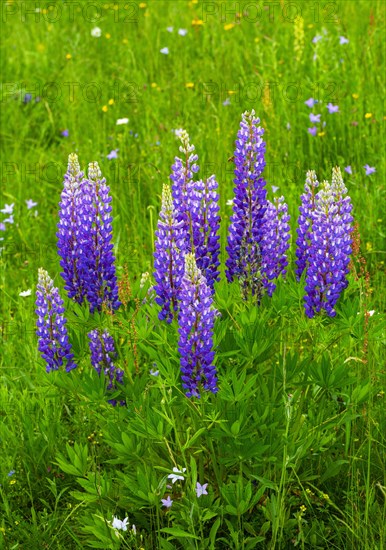 Lupines