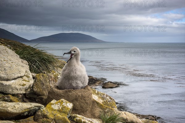 Black-browed Albatross (Thalassarche melanophris) chick on its nest