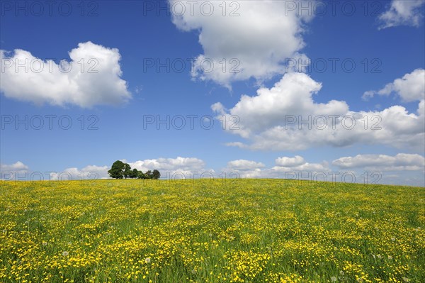 Flower meadow near Degerndorf