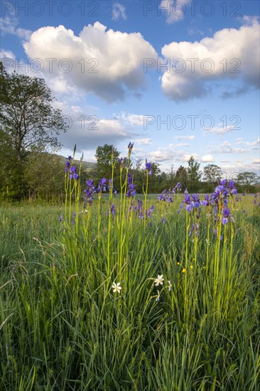 Meadow with white mountain daffodils (Narcissus radiiflorus) and Siberian iris (Iris sibirica)