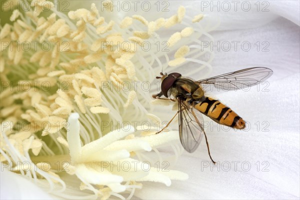 Hoverfly (Syrphidae) sitting on cactus flower (Echinopsis sp.)