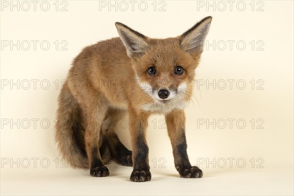 Red fox (Vulpes vulpes)