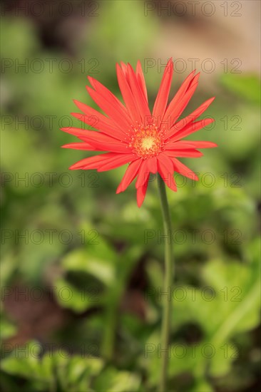 Barberton Daisy (Gerbera) (Gerber daisy jamesonii)