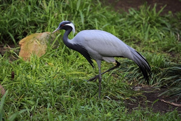 Demoiselle crane (Anthropoides virgo)