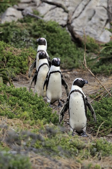 African penguin (Spheniscus demersus)