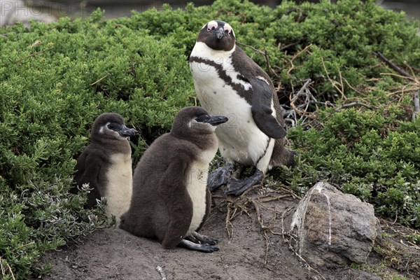 African penguin (Spheniscus demersus)