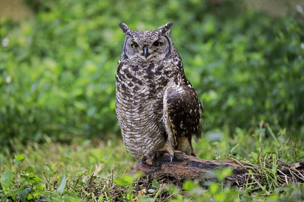 Spotted Eagle-Owl (Bubo africanus)