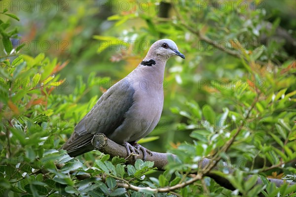 Red-eyed dove (Streptopelia semitorquata )