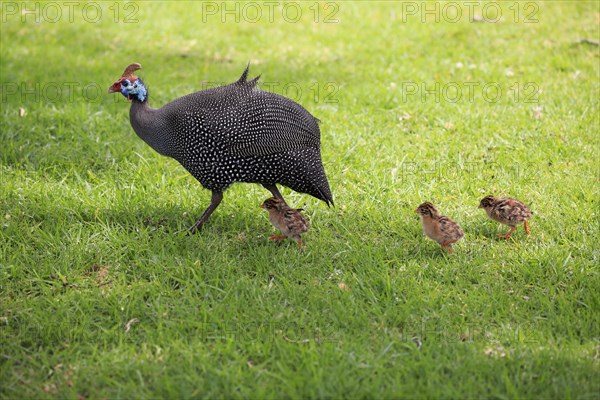 Helmeted guineafowl (Numida meleagris)