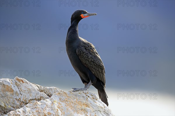 Cape Cormorant