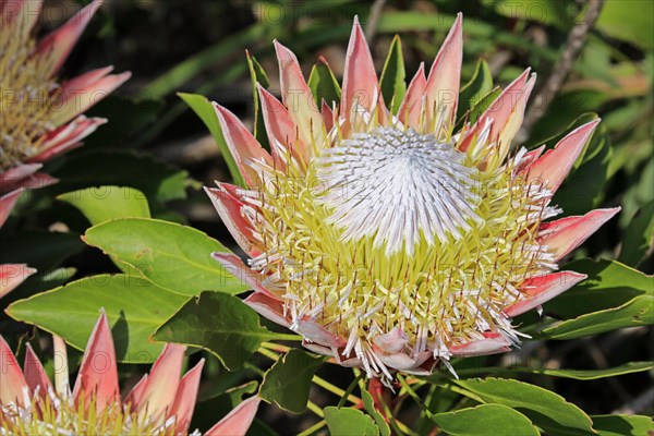 King Protea (Protea cynaroides)