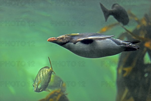 Northern Rockhopper Penguin (Eudyptes chrysocome)