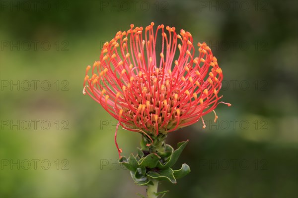 Pincuspid Protea