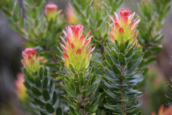 Protea