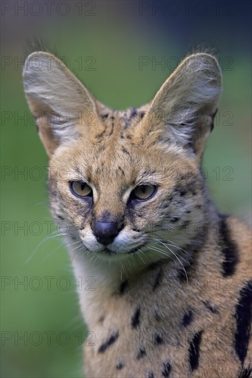 Serval (Felis serval)