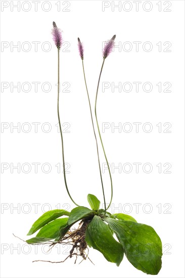 Hoary Plantain (Plantago media) on white background