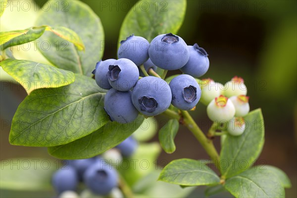 Blueberries (Vaccinium myrtillus) on the bush