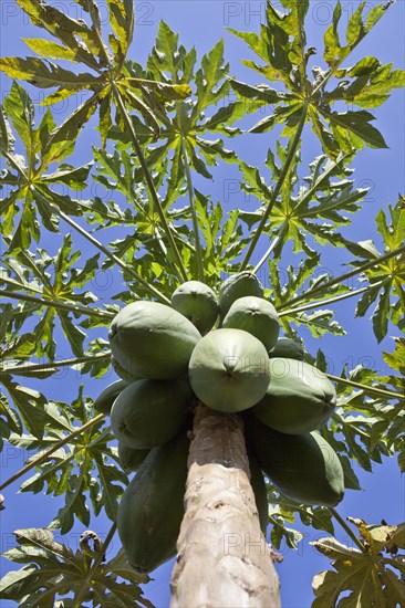 Papaya Fruit on Papaya Tree