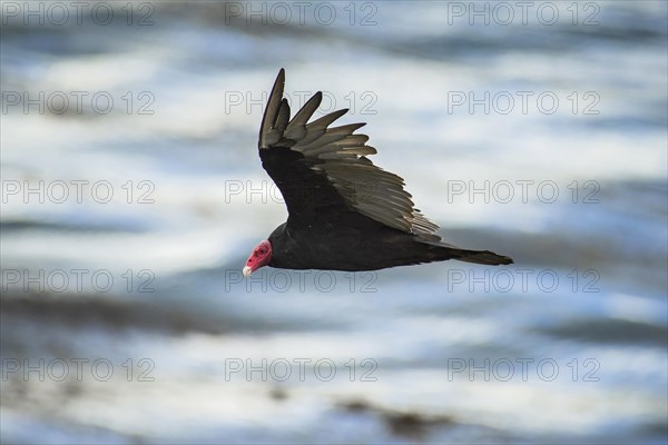 Turkey Vulture (Cathartes aura jota) in flight
