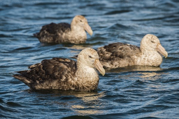 Southern giant petrels (Macronectes giganteus)