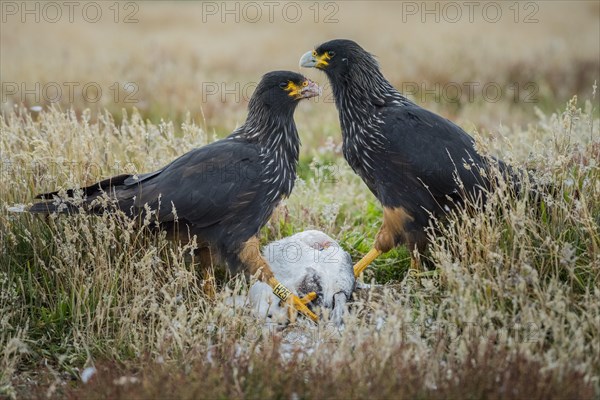 Striated Caracaras (Phalcoboenus australis)