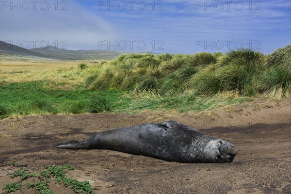 Southern elephant seal (Mirounga leonina)