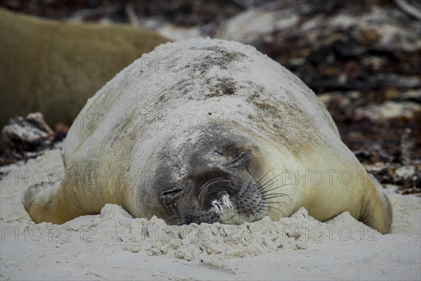 Southern elephant seal (Mirounga leonina)