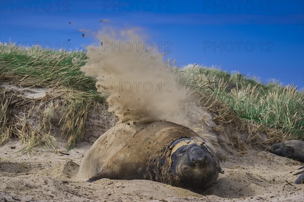 Southern elephant seal (Mirounga leonina)