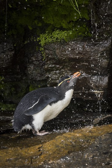 Rockhopper Penguin (Eudyptes chrysocome) cleans its plumage at a fresh water site