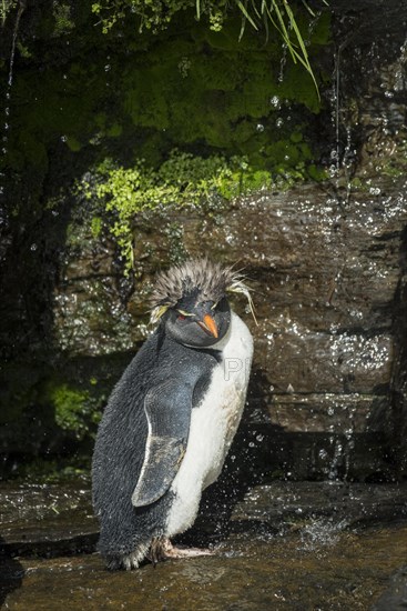 Rockhopper Penguin (Eudyptes chrysocome) cleans its plumage at a fresh water site