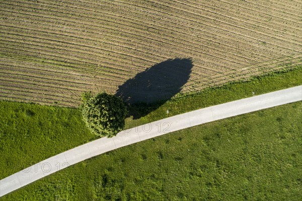 Solitaire tree