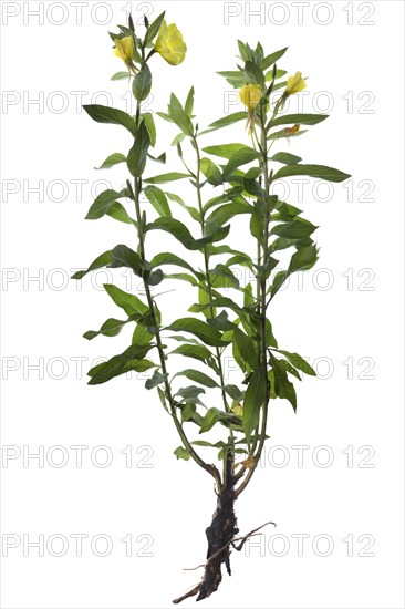 Small flowered evening primrose (Oenothera parviflora) on white background