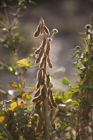 Mature Soybean ready to Harvest near Luis Eduardo Magalhaes