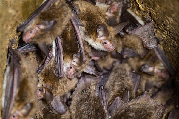 Bechstein's bat (Myotis bechsteinii)