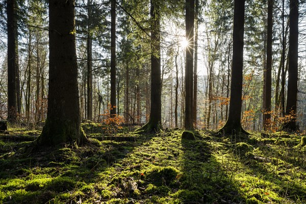 Spruce forest (Picea abies) in backlight with sun star