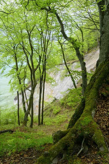 Booking (Fagus sylvatica) on the chalk coast in the Jasmund National Park on the island of Ruegen in spring