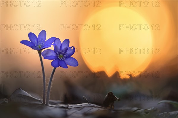 Two (Hepatica nobilis ) in front of sunset