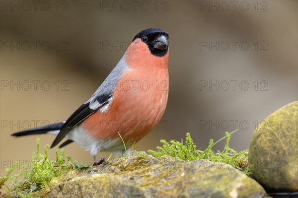 Male (Pyrrhula pyrrhula) in jewellery dress