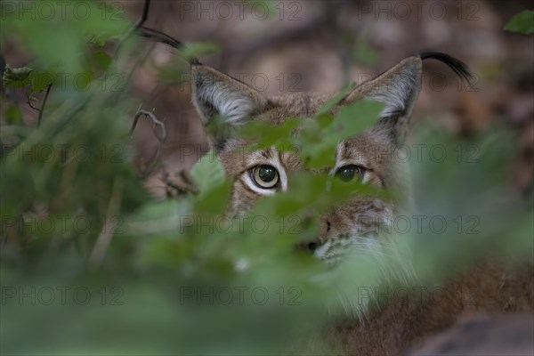Eurasian lynx or (Lynx lynx )