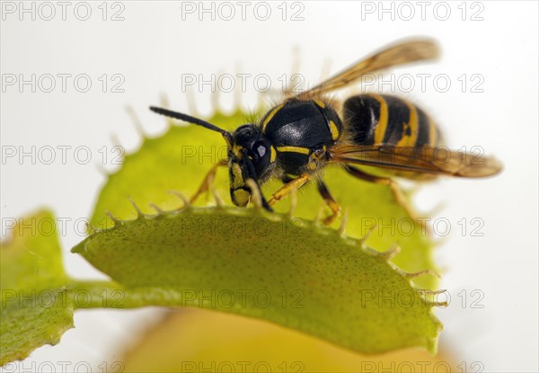 Wasp (vespinae)