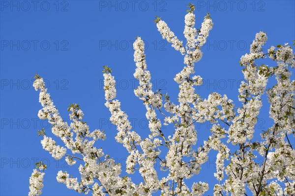 Flowering cherry tree