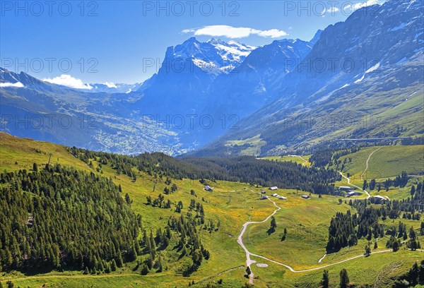 Mountain meadows on the Kleine Scheidegg with Wetterhorn above Grindelwald