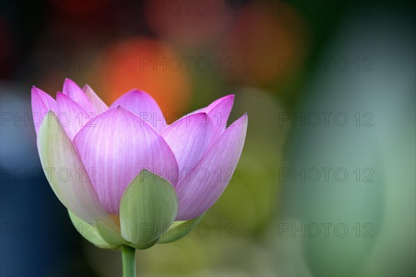 Pink lotus flower (Nelumbo nucifera)