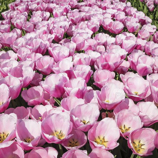 Tulip fields in spring