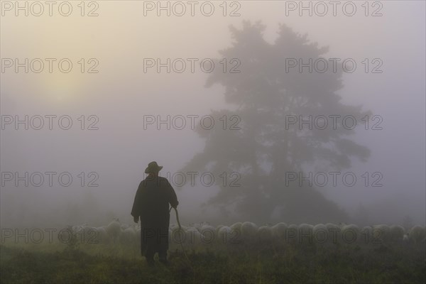 Shepherd with a flock of sheep in the heath at the Thuelsfeld dam at sunrise in the fog