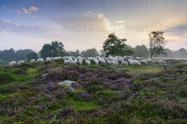 Shepherd with a flock of sheep in the heath at the Thuelsfeld dam at sunrise in the fog