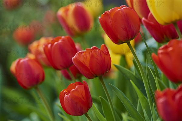 Didier's tulip or garden tulip (Tulipa gesneriana) blossoms