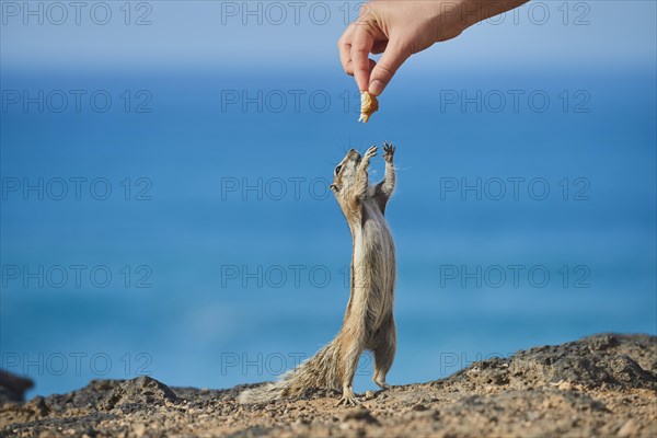 Barbary ground squirrel (Atlantoxerus getulus ) is fed