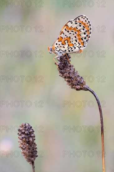 Spotted fritillary (Melitaea didyma) sits on a plant